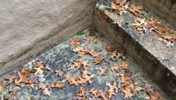 leaves clog drains